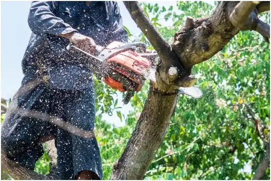 tree services Rankin